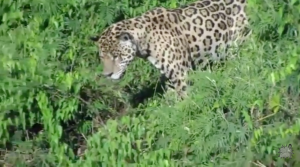 Jaguar caza un caimán en el agua