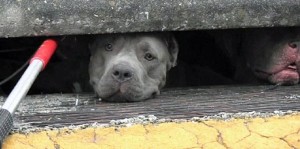 Rescatan a tres pitbulls atrapados en alcantarillado