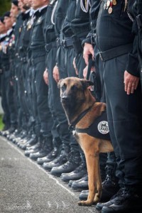 Diesel, el perro héroe de la Policía Nacional fue asesinado por los terroristas