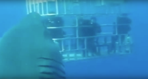 Captan al tiburón blanco más grande jamás visto