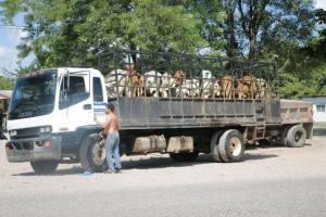 Gobierno se lleva el ganado de los Rosenthal sin dar explicación para donde