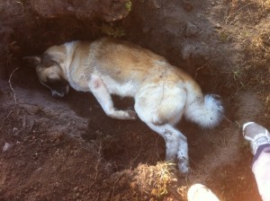 Denuncian al Alcalde de Valle de Ángeles por “mandar a eliminar a los perros vagabundos”