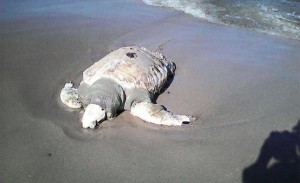 Tortuga muere en Tela después de que criminales le quitaron el caparazón