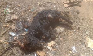 Una Mujer le prende fuego a un perro por haberle comido un pescado