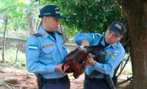 Honduras: Policía captura a un gallo y lo mandan a las bartolinas