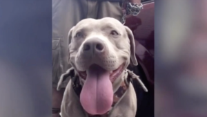 Conoce a ‘Bolillo’ el perro hondureño que viaja en la caravana