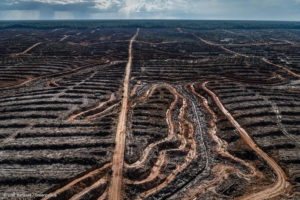 Oreo, y la destrucción de 70 mil hectáreas de selva tropical