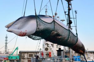 Japón anuncia que retomará la caza masiva de ballenas
