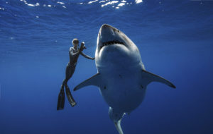 Hawai: Investigadores se topan con gran tiburón blanco