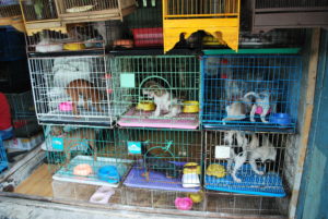 Tiendas de mascotas solo podrán vender animales rescatados