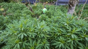 ONU reconoce las propiedades medicinales de la marihuana