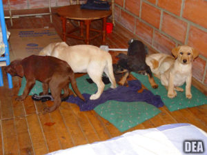 Sentencian a veterinario por implantar droga a cachorros