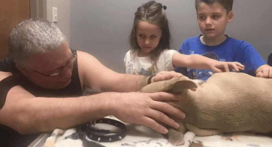Pit bull muere tras defender a dos niños de un ataque de serpiente
