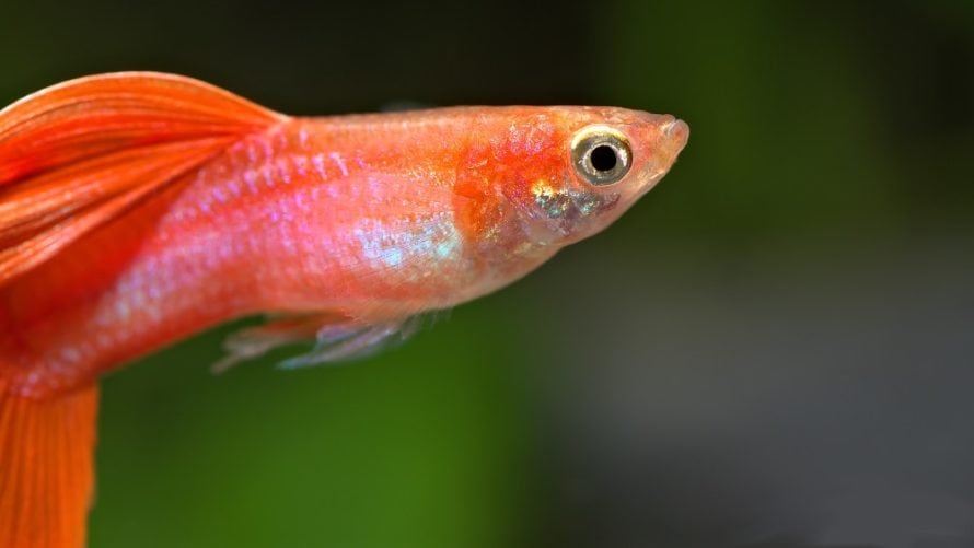 Close-up of a red guppy fish with iridescent pink-orange scales, a bright eye, and a soft green background blur.