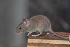 Científicos en EEUU crean ratón que es cuatro por ciento humano