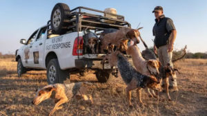 Perros entrenados logran salvar 45 rinocerontes de los cazadores furtivos