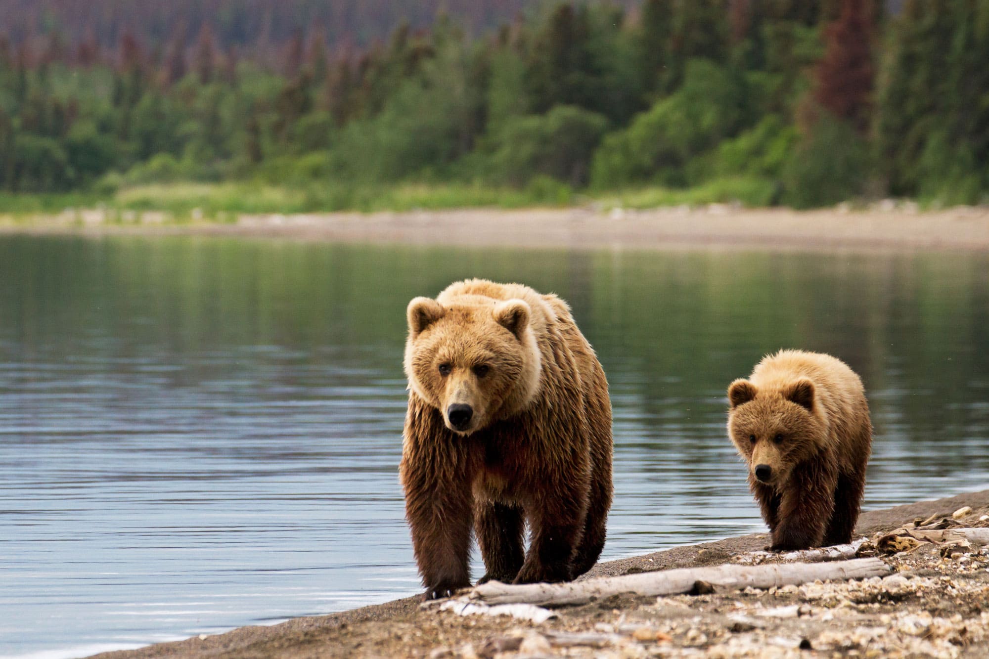 Ahora podrán cazar osos en Alaska