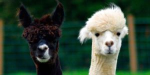 Científicos chilenos hallan “fuerte” anticuerpo contra el Covid-19 en las alpacas