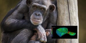 Investigadores descubren que chimpancés tienen un hueso en el corazón
