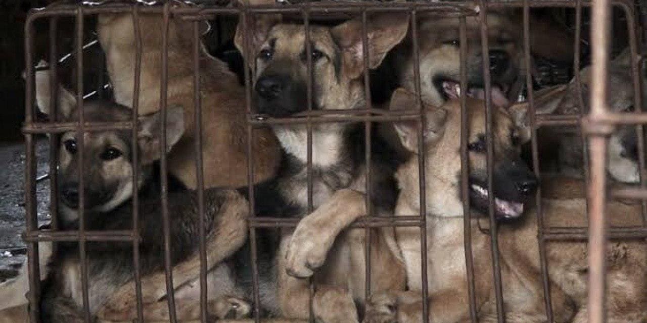 Inicia festival de carne de perro en China, a pesar de veto del gobierno