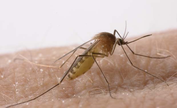 virus del nilo occidental