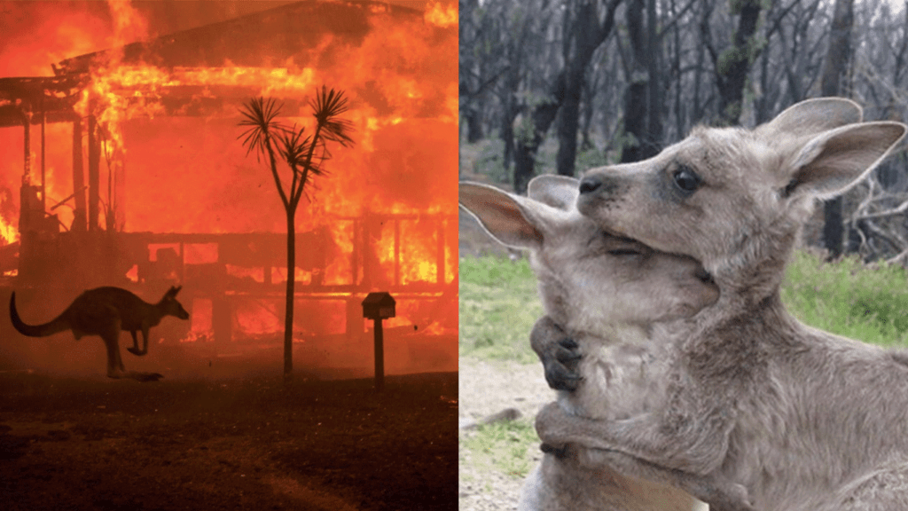 Tres mil millones de animales fueron víctimas de los voraces incendios.