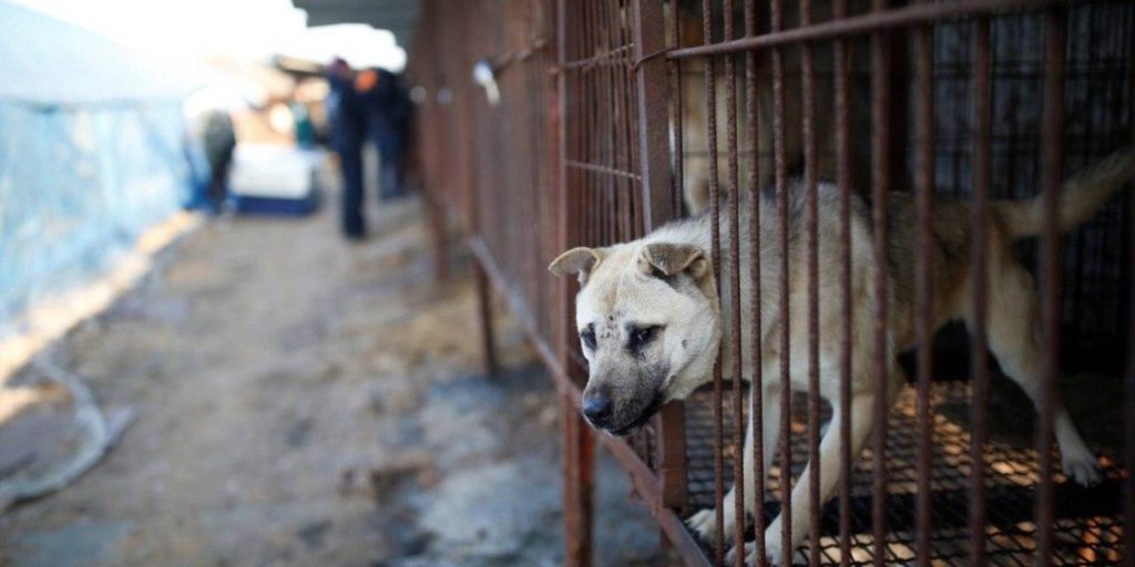 Perros Corea del Norte