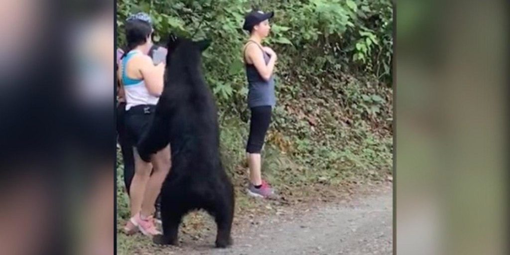 oso será llevado al zoológico