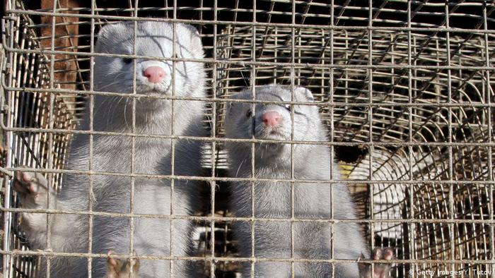 Visones sacrificados en Holanda