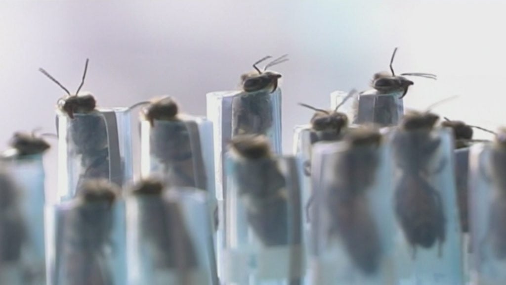 Entrenan a abejas africanas para detectar cocaína en Colombia.