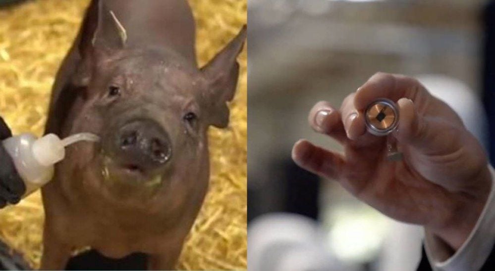 Musk muestra resultados de asombroso dispositivo conectado al cerebro de un cerdo