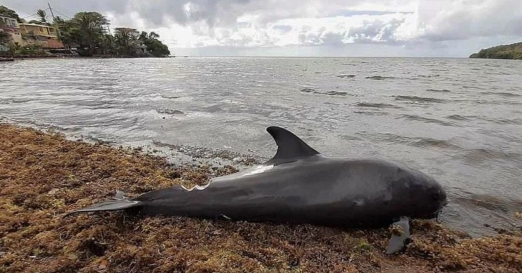 Derrame de petróleo en Isla Mauricio deja 25 delfines muertos.