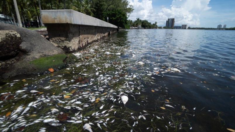 Desastre ambiental en Miami: Aparecen miles de peces muertos.
