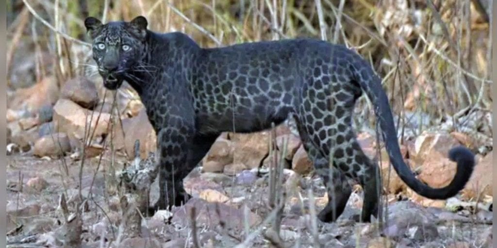 Leopardo negro