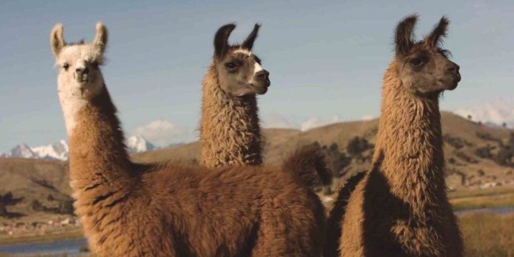 llamas
