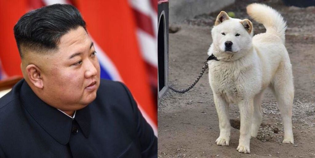 Perros en corea del norte