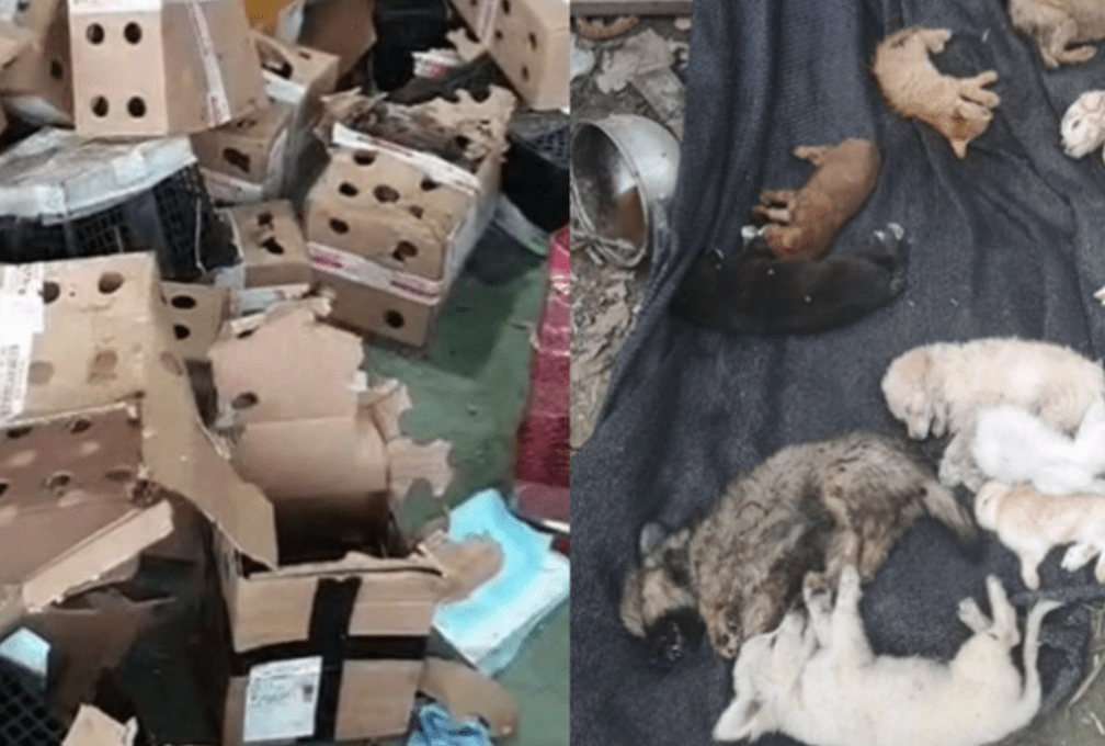 Más de cinco mil animales ‘sacrificados’ en China por asfixia y hambre.