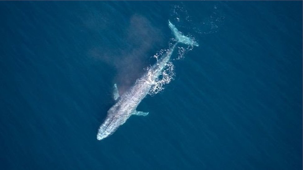 Cien años pasó desapercibida la gran ballena azul en Sydney.