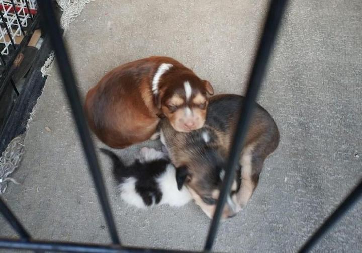 Denuncian a pareja que adopta cachorros para alimentar serpientes.