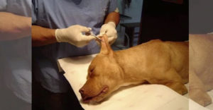 México: Prohíben cortar la cola y las orejas a mascotas