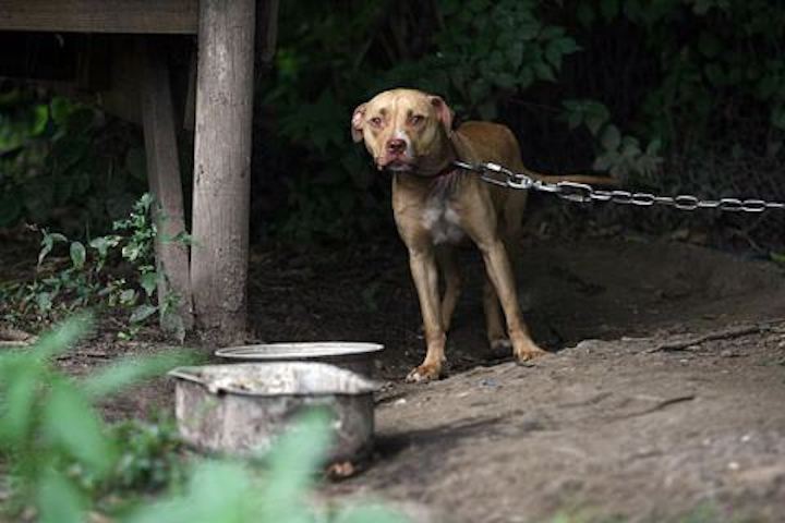 Brasil busca prohibir el encadenamiento de animales domésticos.