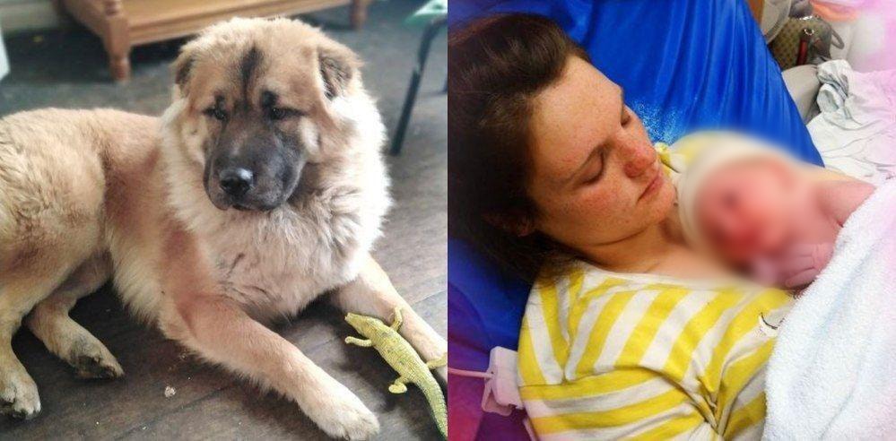 Perro mata a mordidas a recién nacido cuando su madre estaba en el baño y su padre en el jardín