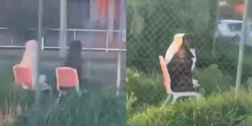 Graban a dos perros sentados en unas sillas de un jardín y las redes ‘explotan’ de ternura.
