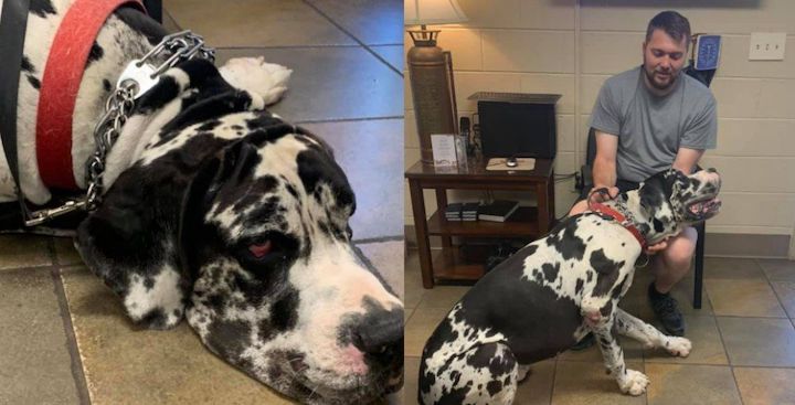 Gran danés salva a una familia de morir quemada con su ladrido.