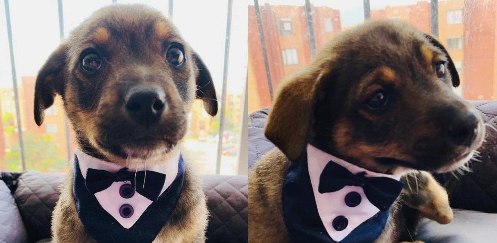 Dejan plantado a perrito el día de su adopción.