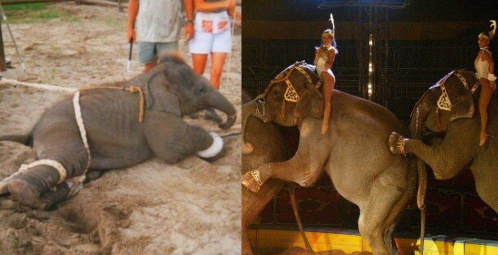 Francia prohibirá espectáculos con animales salvajes en los circos.