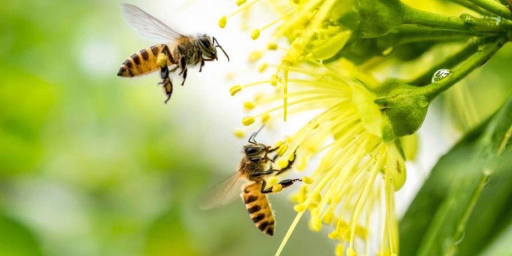 abejas