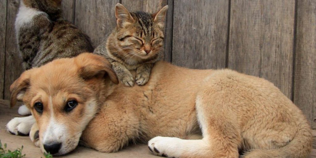 esterilización perros y gatos