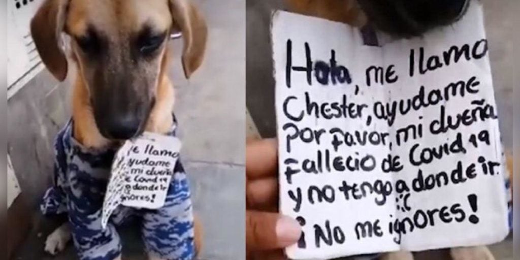 Perro Chester y su letrero