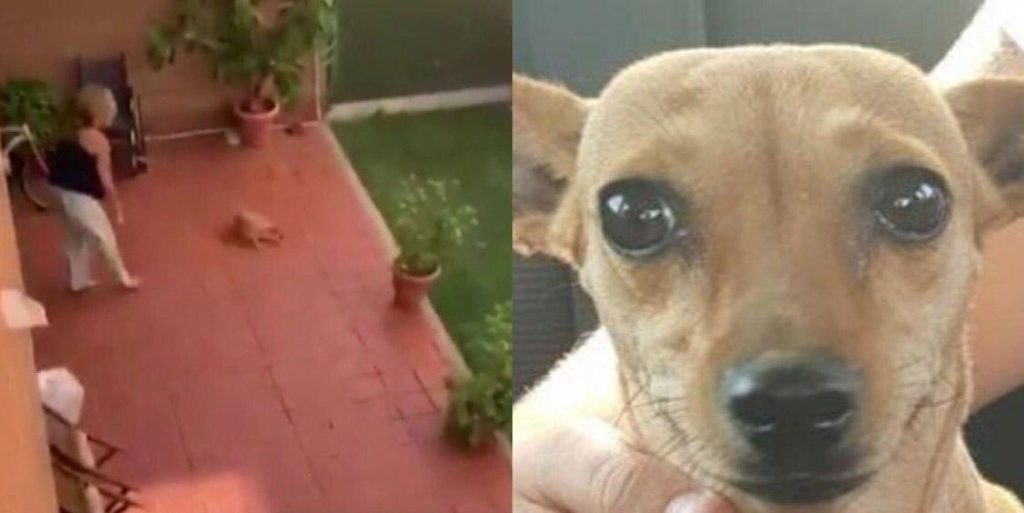 mujer lanza su perra al suelo